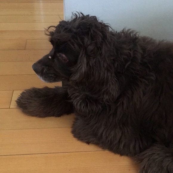 Meet your Posher, Hipatia - Picture 1 of 1